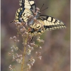 pap machaon imago16 kher